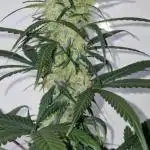 Sweet Seeds - Cream Caramel CBD