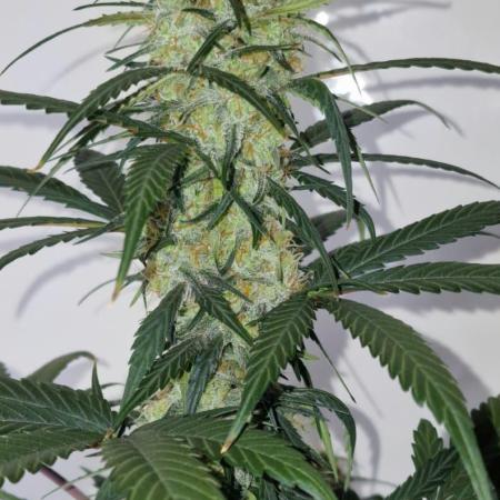 Sweet Seeds - Cream Caramel CBD