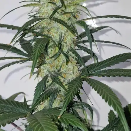 Sweet Seeds - Cream Caramel CBD