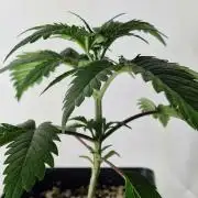 RipperSeeds - Washing Machine