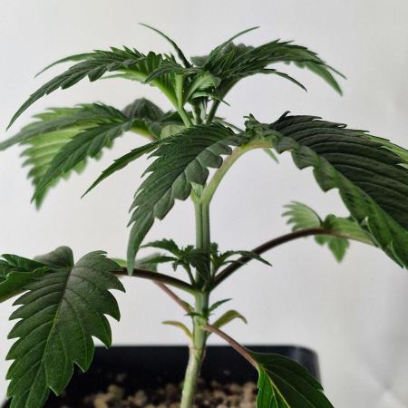 RipperSeeds - Washing Machine