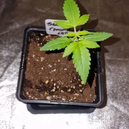 Sweet Seeds - Cream Caramel CBD