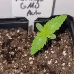 Barneys Farm - GMO Auto