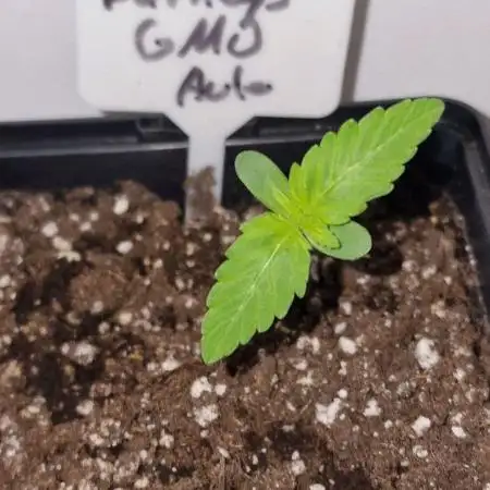 Barneys Farm - GMO Auto