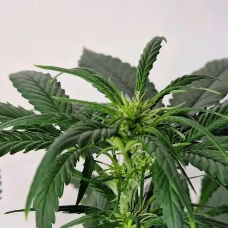 Sweet Seeds - Cream Caramel CBD