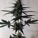 Exotic Seeds - Black Haze (Auto)
