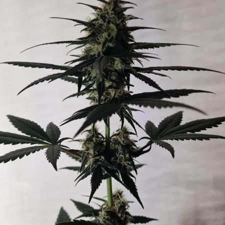 Exotic Seeds - Black Haze (Auto)