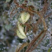 Compound Genetics - El Valle Haze