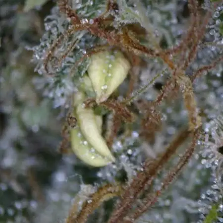 Compound Genetics - El Valle Haze