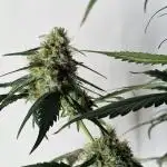 Sweet Seeds - Cream Caramel CBD