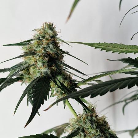 Sweet Seeds - Cream Caramel CBD