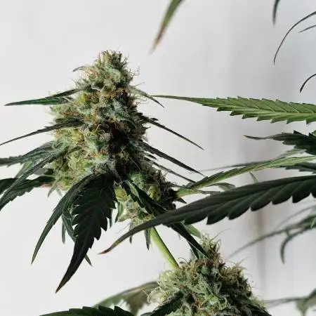 Sweet Seeds - Cream Caramel CBD