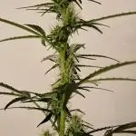 World of Seeds -  NEVILLE HAZE RYDER