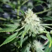 3Gorillas-SuperStrains-DutchFem-BSFSeeds