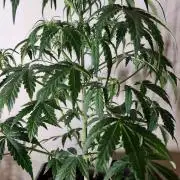 3Gorillas-SuperStrains-DutchFem-BSFSeeds