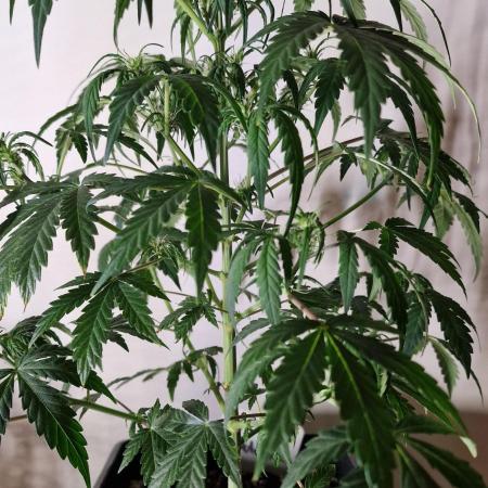 3Gorillas-SuperStrains-DutchFem-BSFSeeds