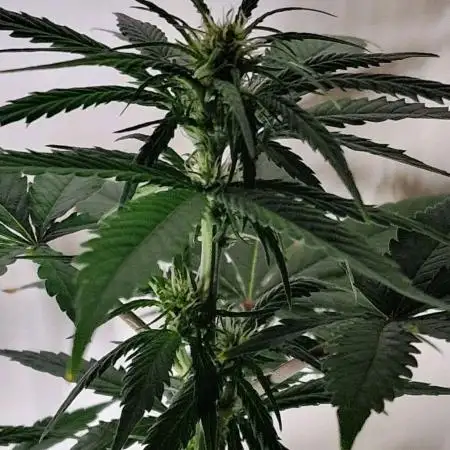 Sweet Seeds - Cream Caramel CBD
