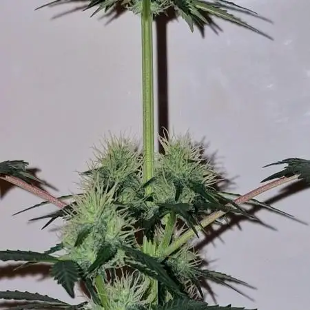 Barneys Farm - GMO Auto
