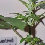 Sweet Seeds - Cream Caramel CBD