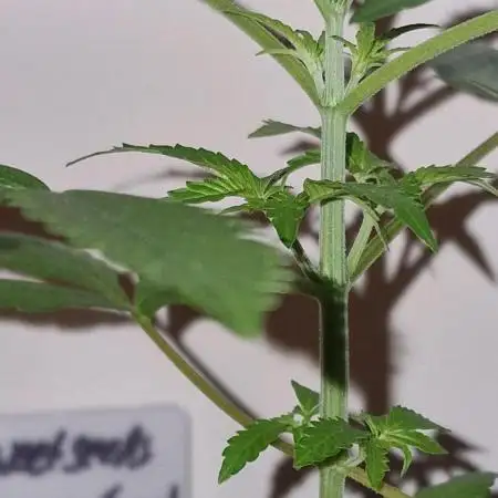 Sweet Seeds - Cream Caramel CBD