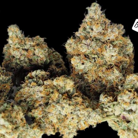 Sweet Seeds - Black Muffin F1