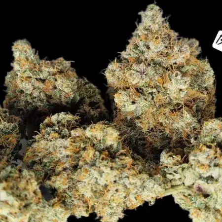 Sweet Seeds - Black Muffin F1