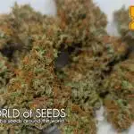 World of Seeds -  NEVILLE HAZE RYDER
