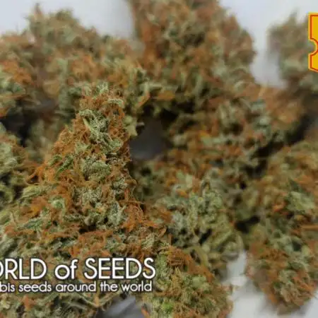 World of Seeds -  NEVILLE HAZE RYDER