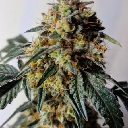 Ripper Seeds - Korenji