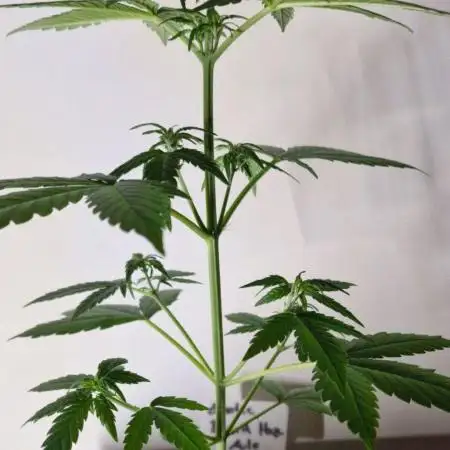 Exotic Seeds - Black Haze (Auto)