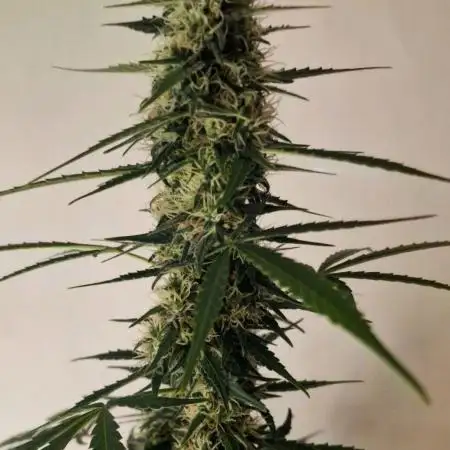 World of Seeds -  NEVILLE HAZE RYDER