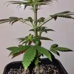 Sweet Seeds - Cream Caramel CBD