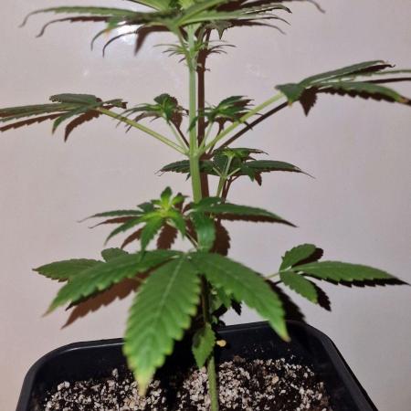Sweet Seeds - Cream Caramel CBD