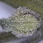Sweet Seeds - Strawberry Cola Sherbet F1 Fast Version