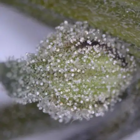 Sweet Seeds - Strawberry Cola Sherbet F1 Fast Version