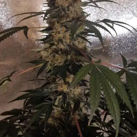 Sweet Seeds - Strawberry Cola Sherbet F1 Fast Version
