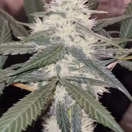 Sweet Seeds - Black Muffin F1