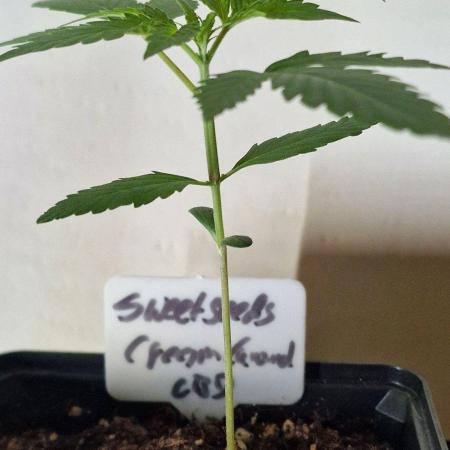 Sweet Seeds - Cream Caramel CBD