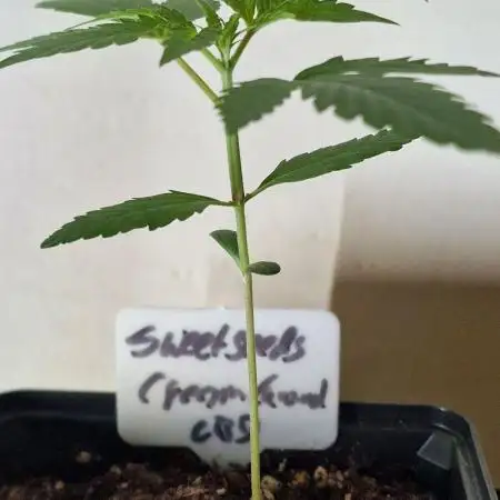 Sweet Seeds - Cream Caramel CBD
