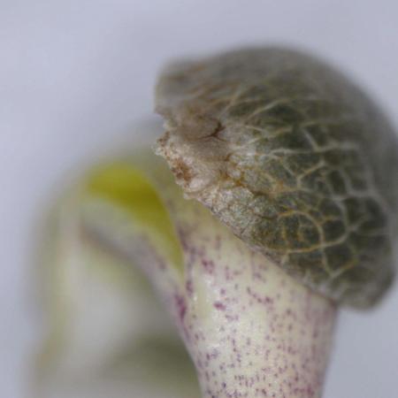 Ripper Seeds - Ripper Haze
