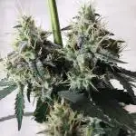 Barneys Farm - GMO Auto