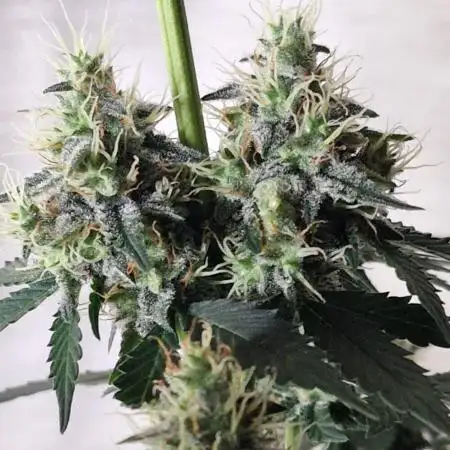 Barneys Farm - GMO Auto