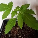 Barneys Farm - GMO Auto
