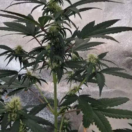 Sweet Seeds - Cream Caramel CBD