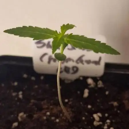 Sweet Seeds - Cream Caramel CBD