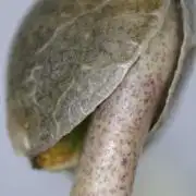 Delicious Seeds - Jägg Kush