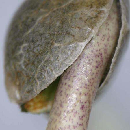 Delicious Seeds - Jägg Kush