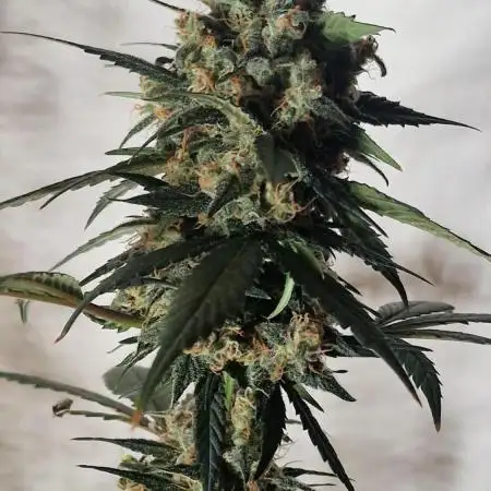 Exotic Seeds - Black Haze (Auto)