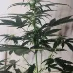 Sweet Seeds - Cream Caramel CBD