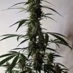 World of Seeds -  NEVILLE HAZE RYDER